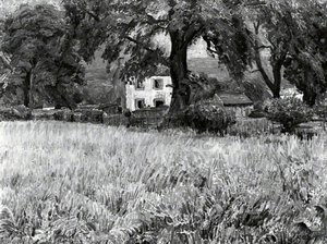 Sussex Meadow