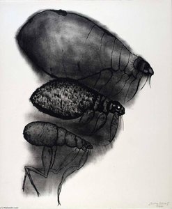 (A Bestiary, portfolio) The Song of the Flea