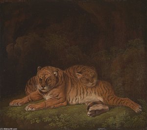 Tigers