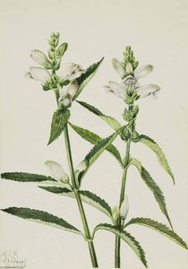 Turtlehead (chelone Glabra) — Mary Morris Vaux Walcott