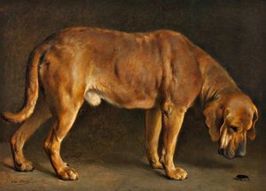 A Broholmer Dog Watching a Stag Beetle