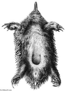 Underside Of A Female Echidna With Pouch — Friedrich Wilhelm Kuhnert