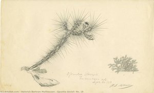 Opuntia Davisii, No. 18 — Heinrich Bertram Mollhausen