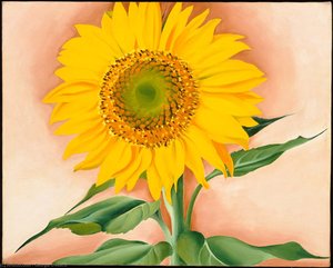 A Sunflower From Maggie — Georgia O'keeffe