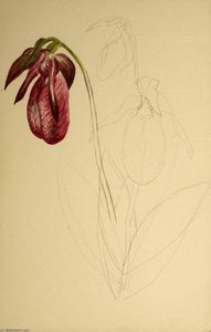 Untitled (unfinished Sketch) — Mary Morris Vaux Walcott