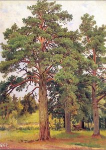 Pine Without Sunshine (etude) — Ivan Ivanovich Shishkin, Russian Landscape Realism