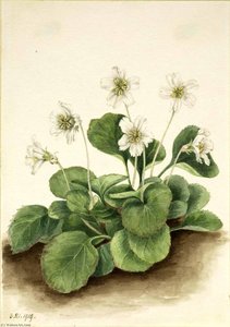 Oconee Bells (shortia Galacifolia) — Mary Vaux Walcott