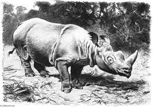 Sumatran Rhinoceros — Friedrich Wilhelm Kuhnert