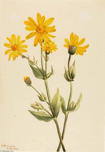 Arnica (arnica Latifolia) — Mary Morris Vaux Walcott