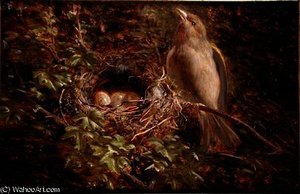 A Greenfinch at its Nest