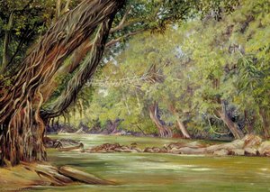 Puente De Telaraña En Borneo, Hecho Por Los Dyaks Con Ratán Y Bambú — Marianne North