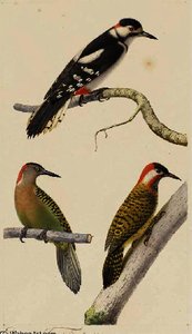 Pic epeiche (Picoides major)