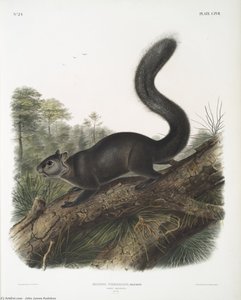 Sciurus Nigrenscens, Dusky Sqiurrel. Male. Natural Size — John James Audubon