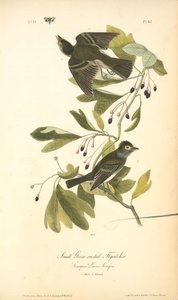 Small Green-crested Flycatcher. 1. Male; 2. Female. (sassafras. Laurus Sassafras.) — John James Audubon