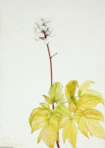 Ivory Baneberry (actaea Arguta) — Mary Vaux Walcott