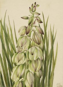 Yucca (yucca Baileyi) — Mary Vaux Walcott