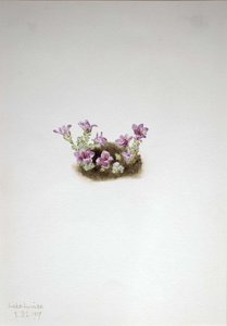 Purple Saxifrage (saxifrage Oppositifolia) — Mary Vaux Walcott