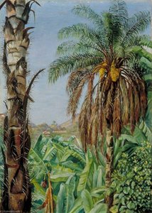 Cocoera Palms And Bananas, Morro Velho, Brazil — Marianne North
