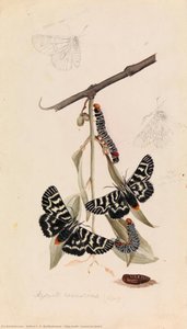 Vine moth, Comocrus behri
