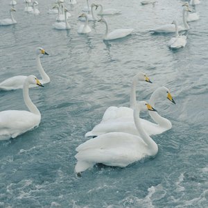 Swan — Chaokun Wang