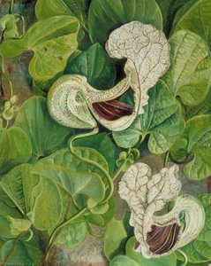 A Tall Brazilian Climber — Marianne North, Botanical Romanticism