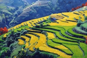 Golden Rhythms Of The Harvest Terrace — Léa Masson, Fauvism