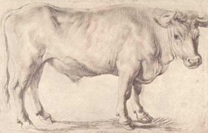 Bull — Peter Paul Rubens