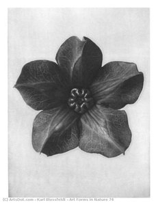 Art Forms In Nature 74 — Karl Blossfeldt