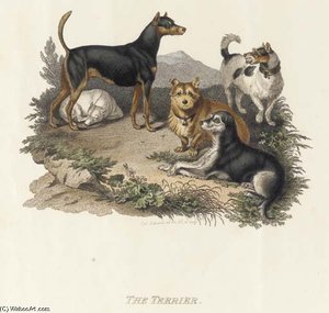 Canine Breeds