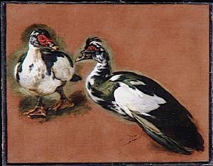 Etudes De Canards — Boel Pieter (boule)
