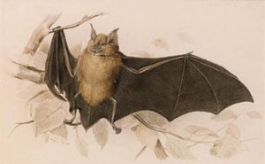 Rhinolophus Ferremequinum (horseshoe Bat) — Edward Lear