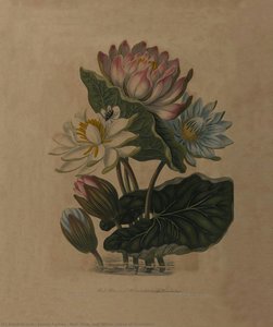 Red, Blue, and White, Lotus of Hindostan