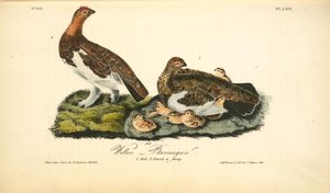 Willow Ptarmigan. 1. Male. 2. Female And Young — Джон Јејмс Одобон