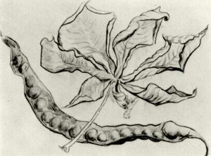 Dead Leaf And Pod — Vincent Willem Van Gogh, Post-impressionism