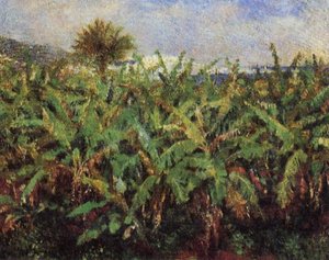 Field Of Banana Trees
