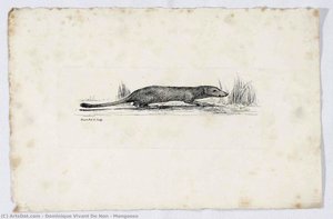 Mongoose — Dominique Vivant De Non