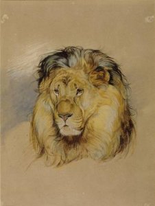 Head Of A Lion 2 — John Frederick Lewis