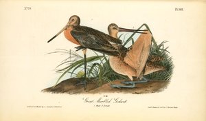 Great Marbled Godwit. 1. Male. 2. Female — John James Audubon