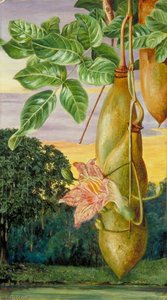 Follaje, Flores Y Frutos De Un Árbol Africano, Pintado En La India — Marianne North, Pintura Botánica Victoriana
