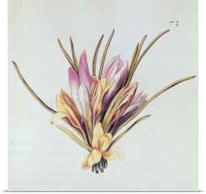 Saffron Or Crocus, From La Guirlande De Julie