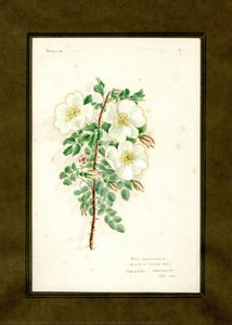 Burnet Or Scotch Rose Of The Family Rosaceae (rosa Spinosissima) — Clara Peters, Botanical Illustration