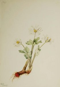 Bloodroot (sanguinaria Canadensis) — Mary Morris Vaux Walcott, Botanical Illustration