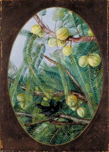 Laub Und Früchte Von Emblica Officinalis — Marianne North