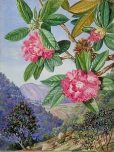 The South Indian Rhododendron — Marianne North, Marianne North Gallery