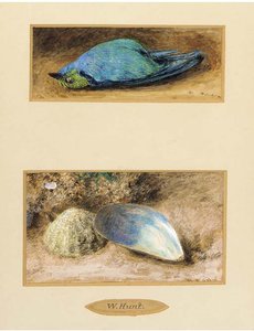 Still Life Of A Dead Bird; And Still Life Of Two Shells On A Mossy Bank — William Henry Hunt