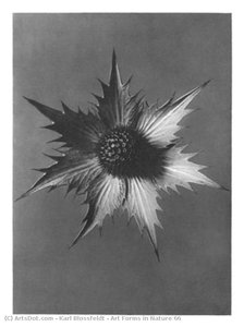 Art Forms In Nature 66 — Karl Blossfeldt