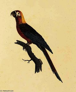 Cuban Macaw — Jacques Barraband