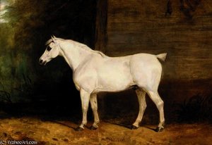Punch, a grey horse by the side of a barn