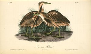 American Bittern. 1. Male. 2. Female — John James Audubon