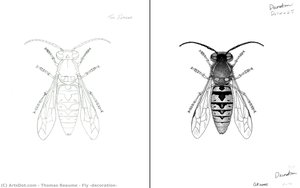 Fly (decoration) — Thomas Reaume